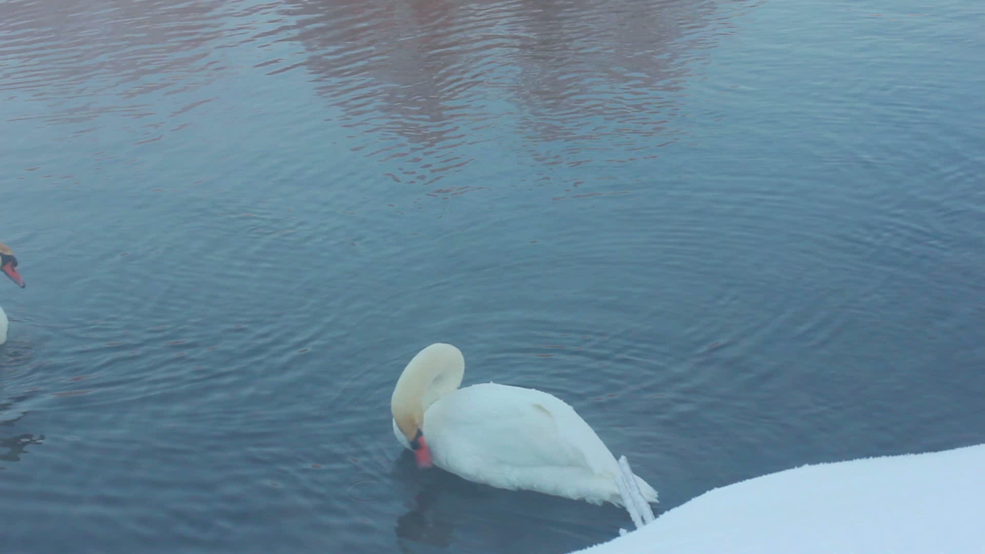 冬季鸟儿在森林湖上清洗羽毛冬季风景视频的预览图