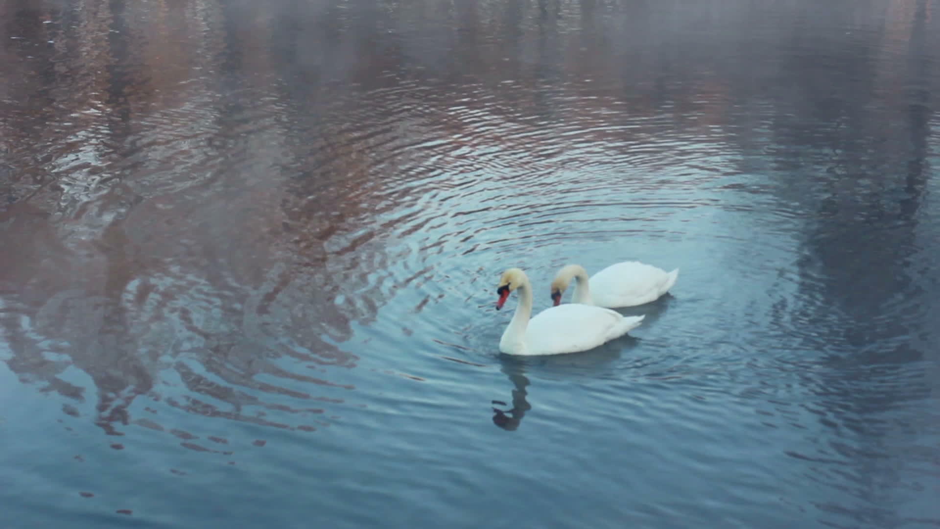 白天鹅在河边游泳视频的预览图