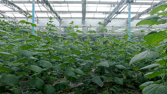 现代农业有机蔬菜黄瓜视频的预览图