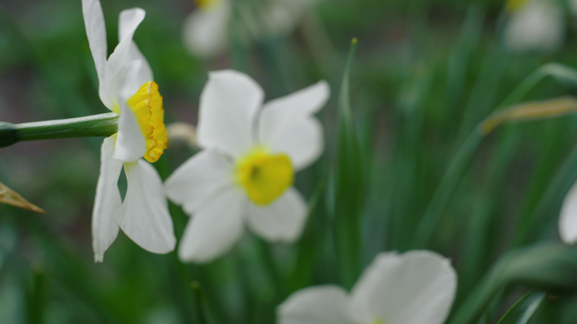 美丽的白花在明亮的绿草之间绽放视频的预览图