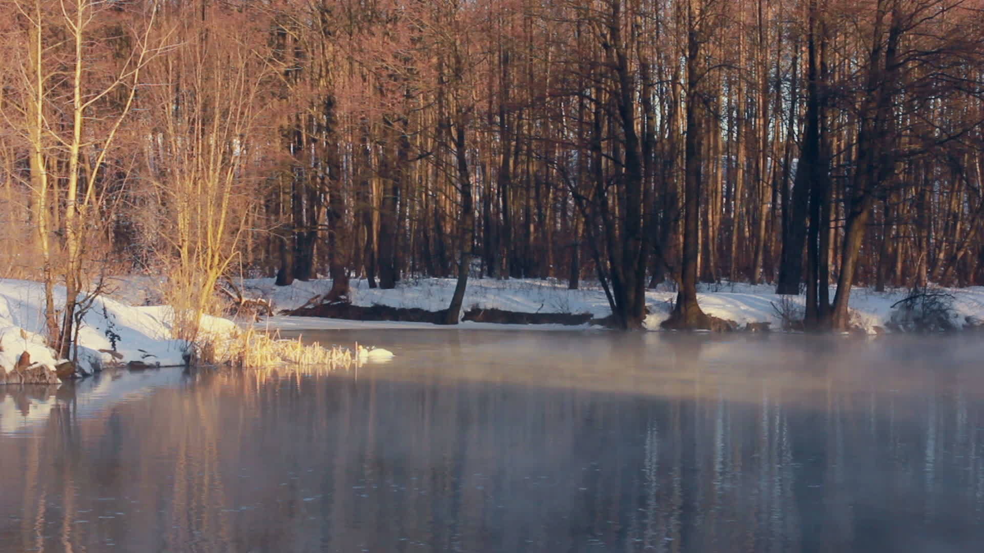 冬天森林湖阳光下的白天鹅冬天有雾的早晨视频的预览图