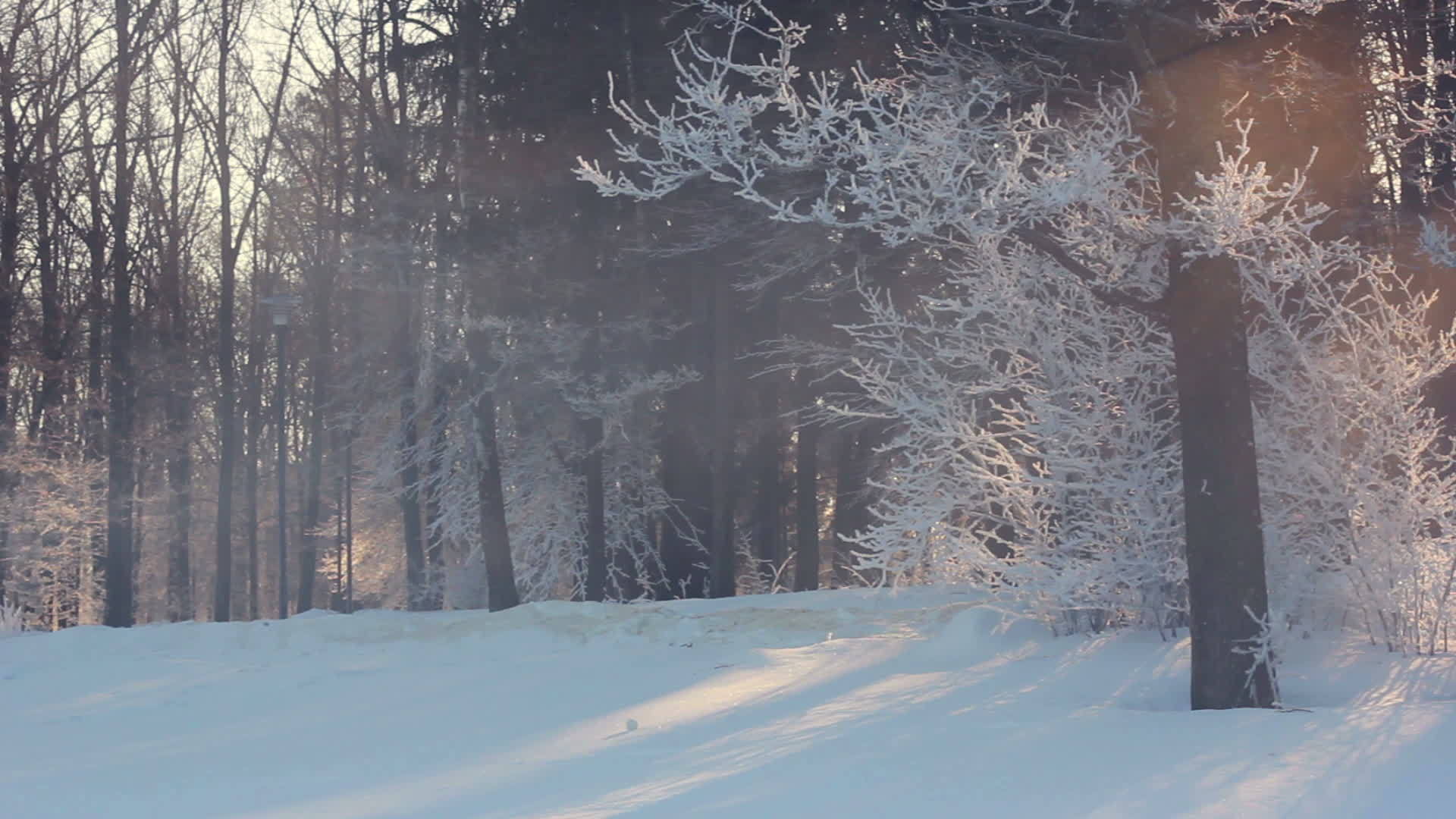 冬季风景冬季公园的晨光冬季公园的日出视频的预览图