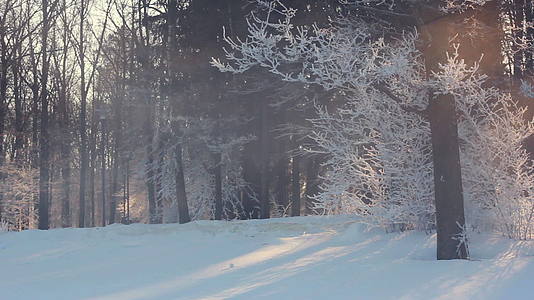 冬季风景冬季公园的晨光冬季公园的日出视频的预览图