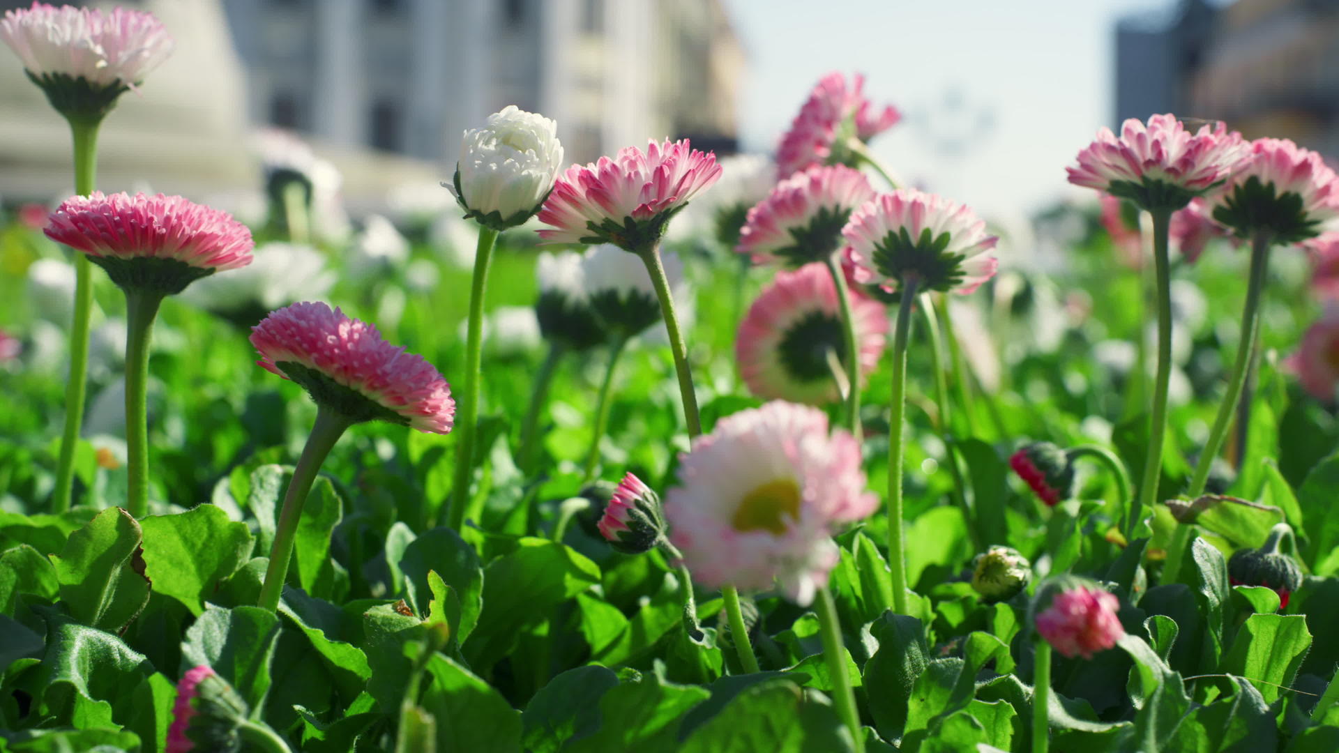 城市自然中的粉色花朵种植园视频的预览图
