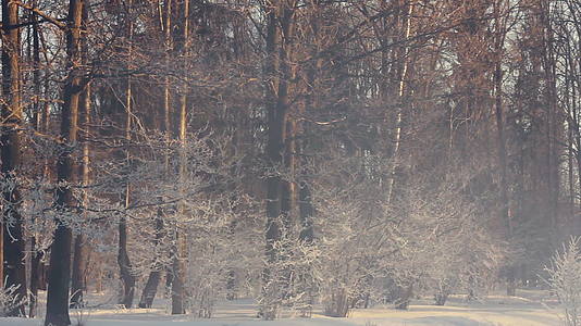 冬季公园冬季公园有雾的早晨冬季公园被雪覆盖的树木视频的预览图