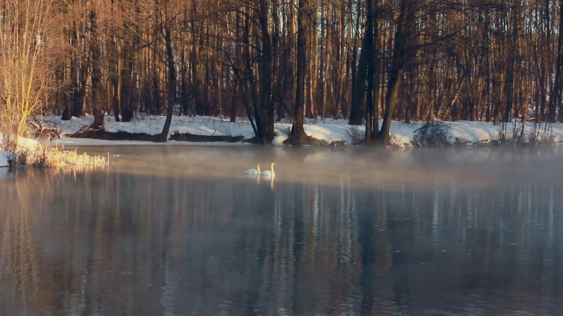 冬河上的鸟儿在水中游泳视频的预览图