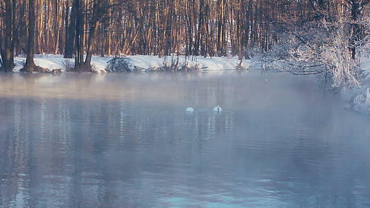 冬天天鹅潜入森林湖冬天在季公园的湖面上喷洒视频的预览图