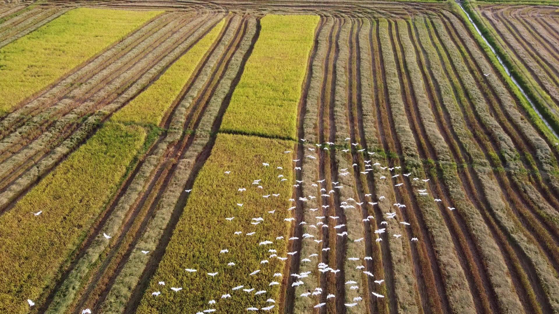 稻田里的食鸟视频的预览图