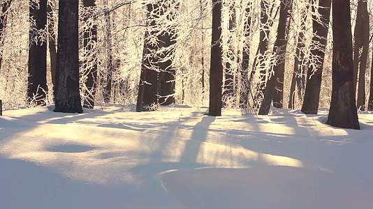 冬天风景优美的雪覆盖了公园的白色阳光视频的预览图