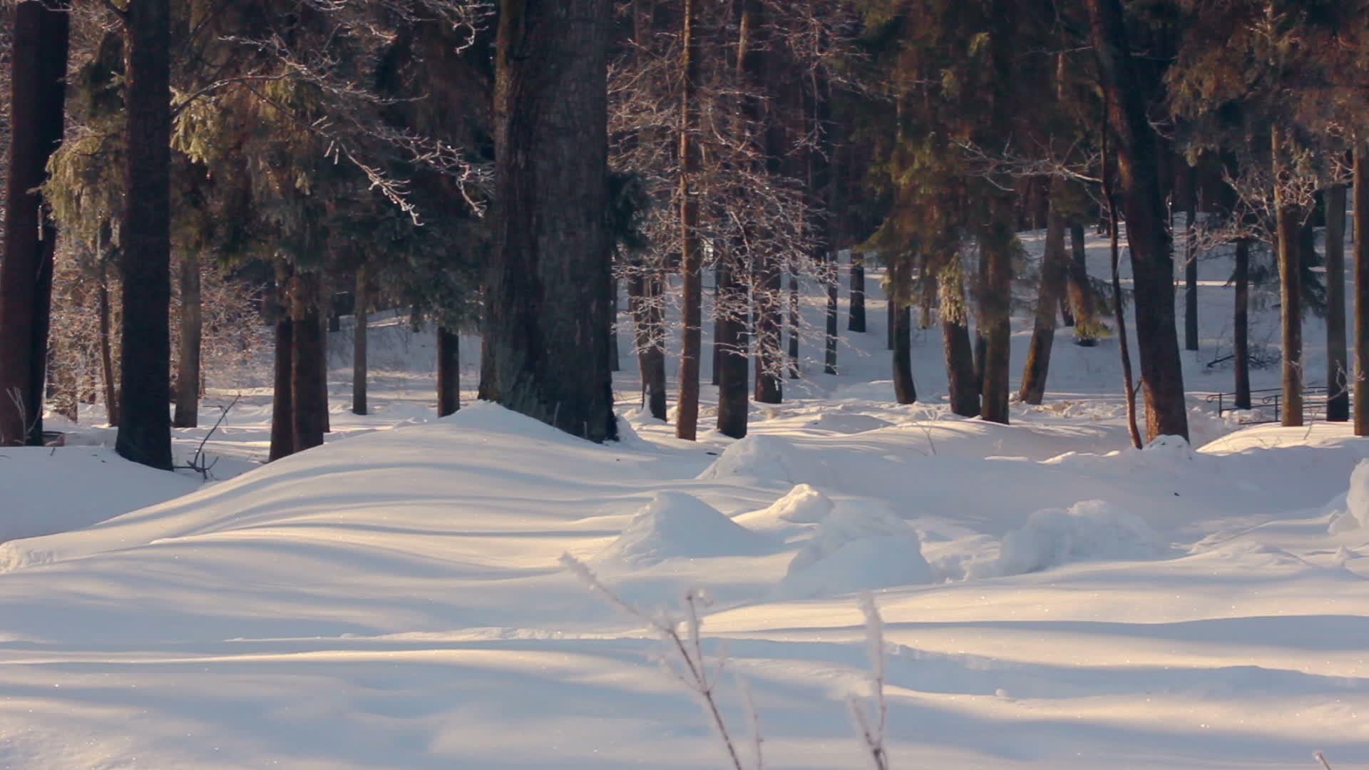冬季公园冬季公园雪上的阳光被雪覆盖视频的预览图