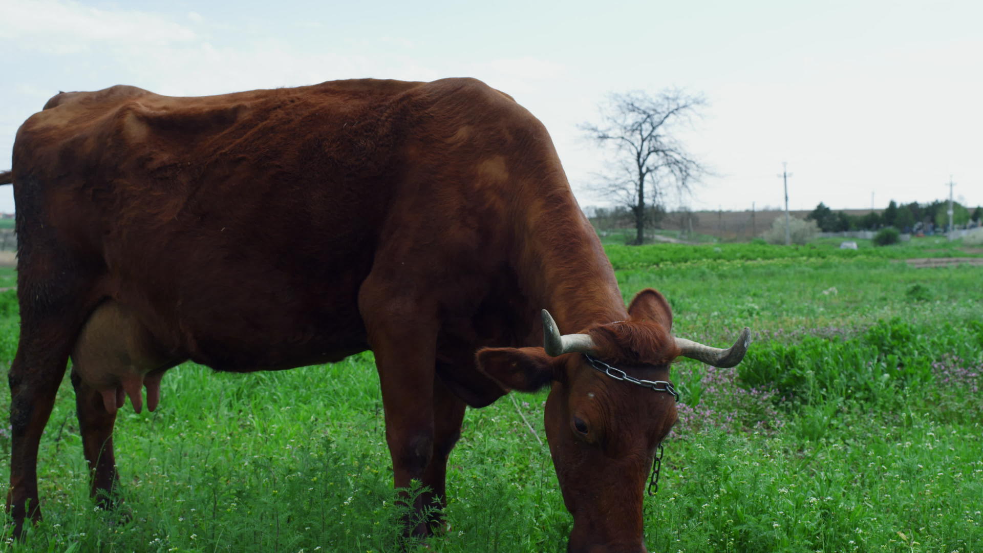 农场动物牛在农村田野和草原的背景下自然喂食视频的预览图