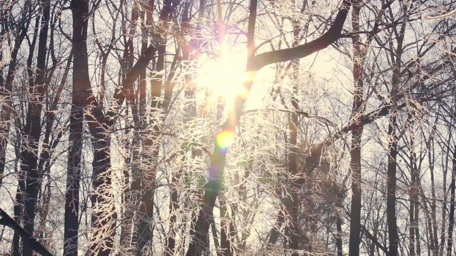 冬天的森林里阳光照在被雪覆盖的树枝上视频的预览图