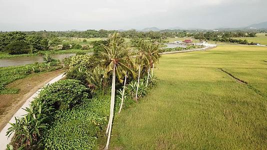 在Kampungterus椰子树在绿色的稻田里视频的预览图