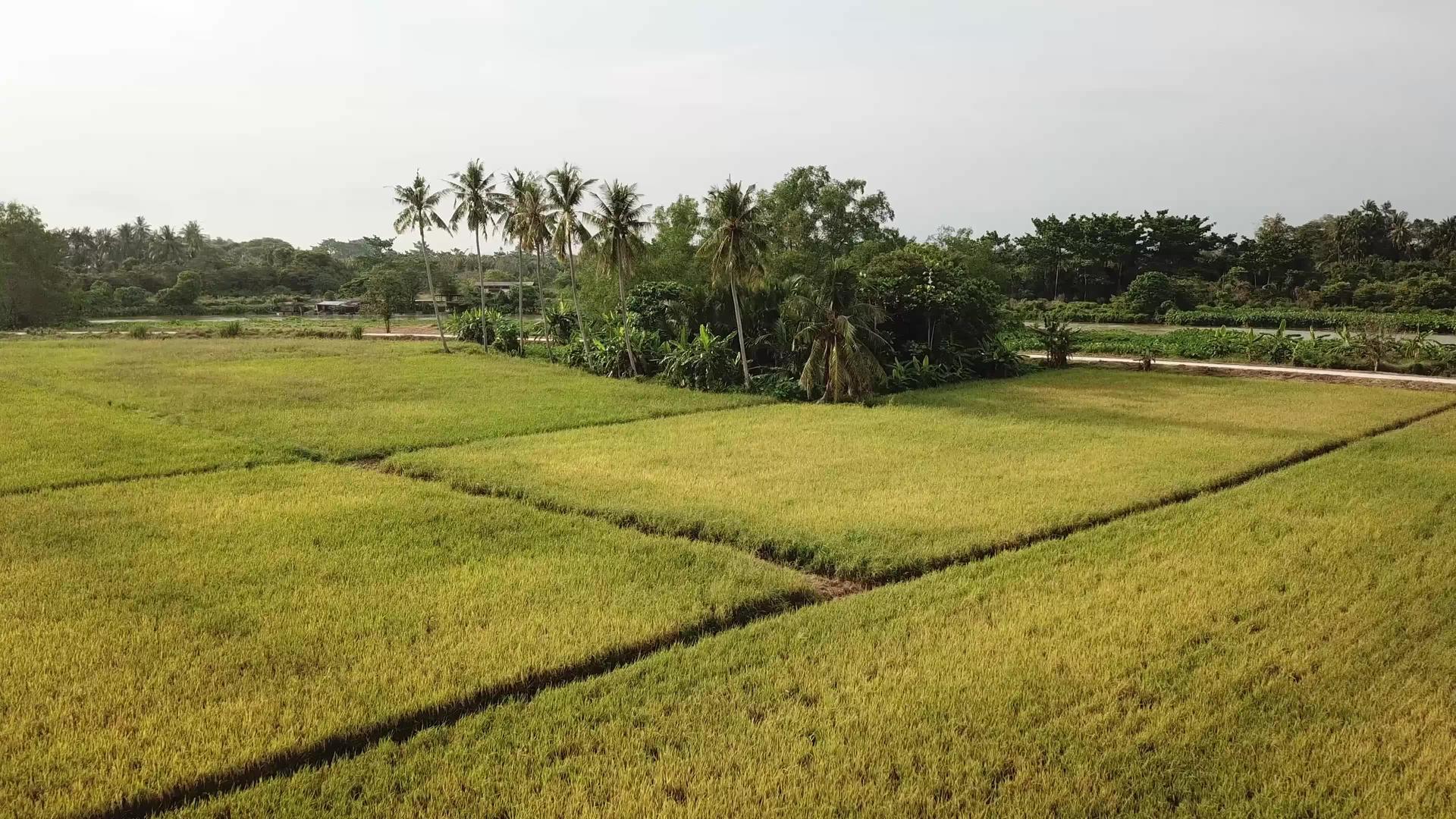 飞往KampungTeurus稻田椰子树在空中飞行视频的预览图