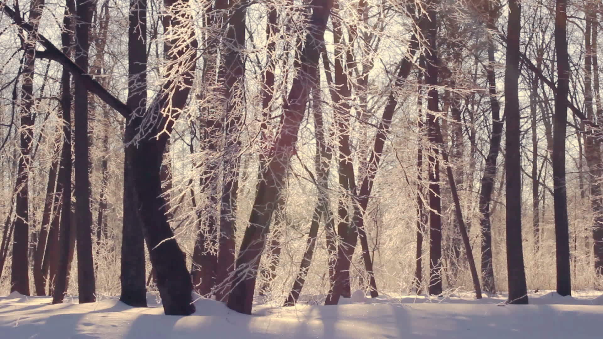 冬季森林的阳光照耀着被雪覆盖的树枝视频的预览图