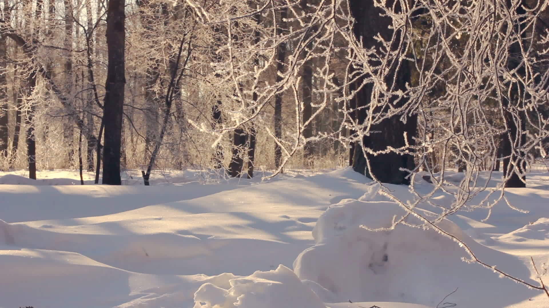 冬天树枝上风霜冬雪覆盖森林视频的预览图