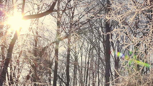 阳光照在被雪覆盖的树枝上视频的预览图