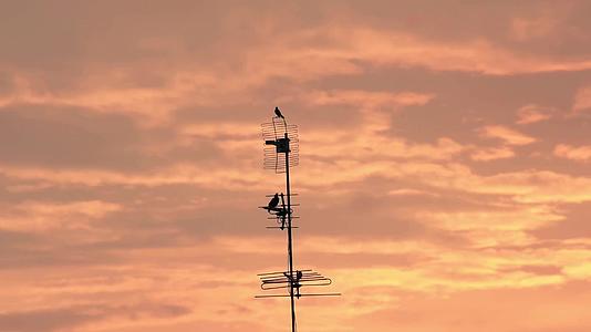 电视塔上鸟儿的轮廓和夕阳的金光从云层中反射出来视频的预览图