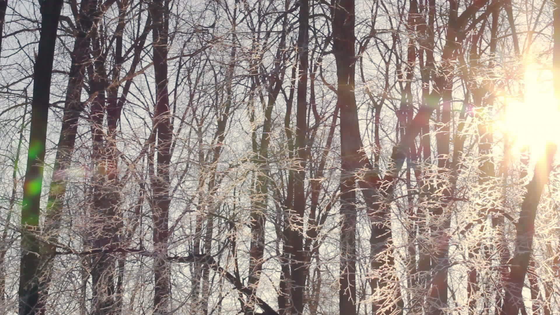 冬树的太阳照耀着冬林的日出季早晨视频的预览图
