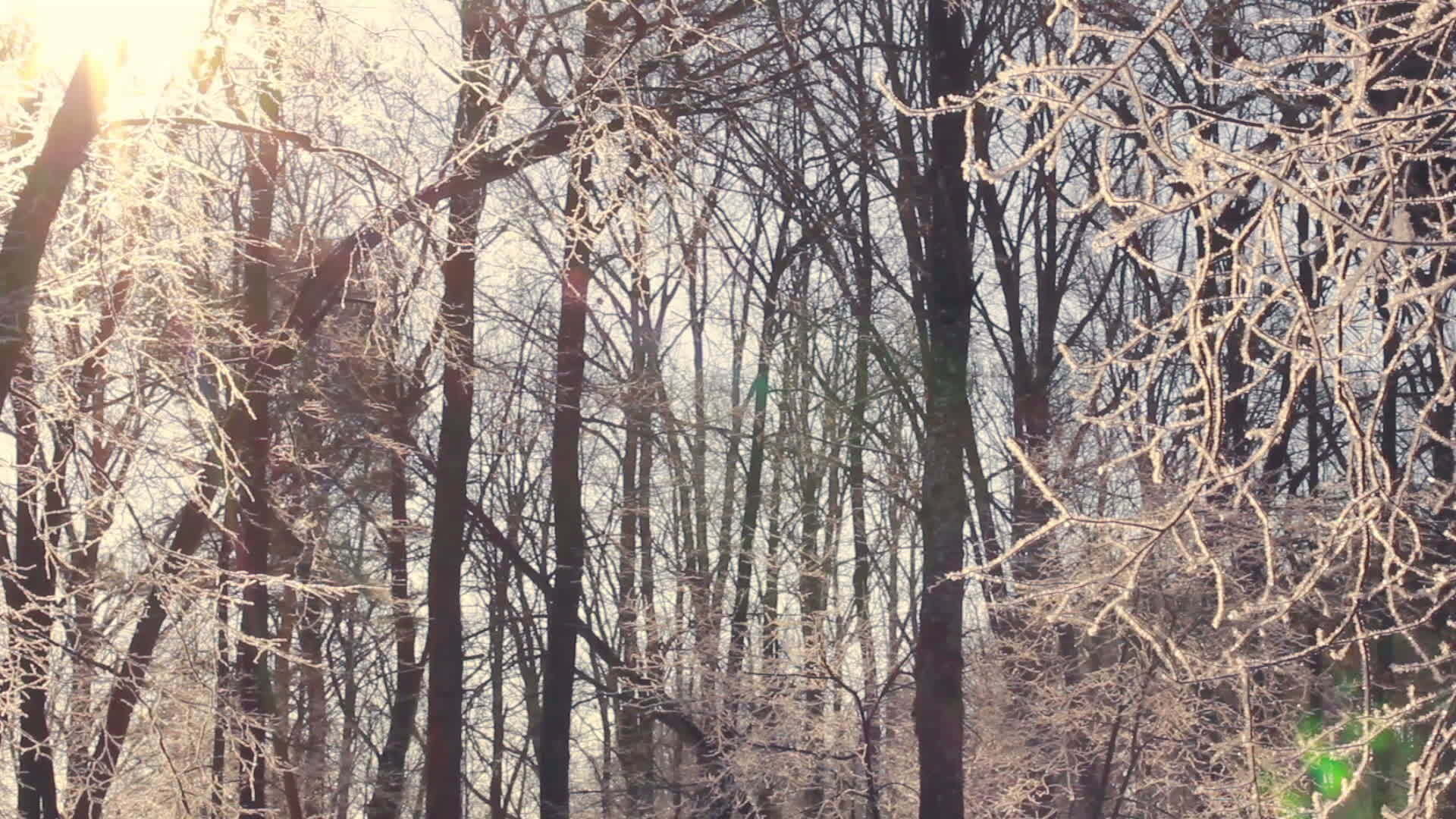 冰冻的树林冬天阳光照耀着满是雪的树枝视频的预览图