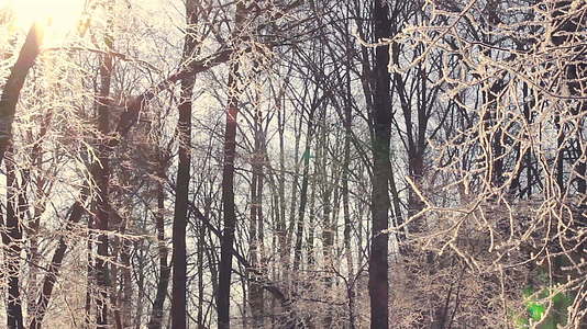 冰冻的树林冬天阳光照耀着满是雪的树枝视频的预览图