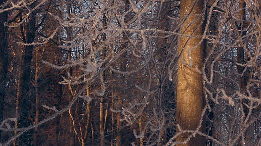 树枝上覆盖着冬季背景森林的雪视频的预览图