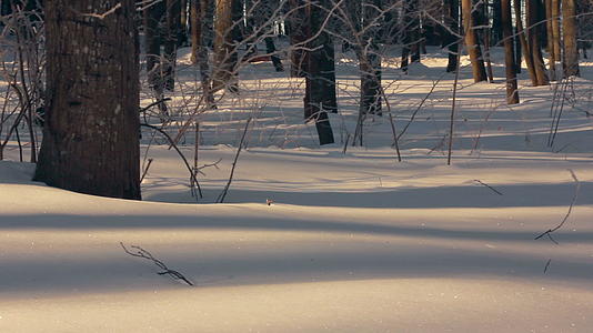 冬季雪覆盖森林冬季雪背景森林全景视频的预览图