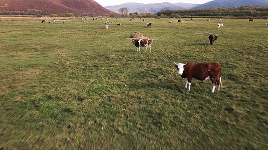 在绿地上放牧的牛群视频的预览图