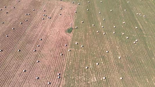 被无人机射杀后田野上有一片干草巴拉顿附近的饥饿视频的预览图