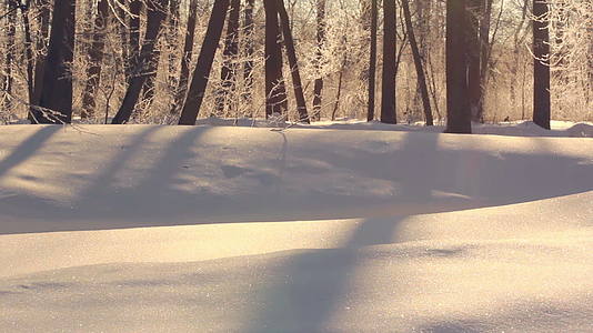 冬日白雪的阳光照耀着冬日美丽的雪覆盖着森林视频的预览图