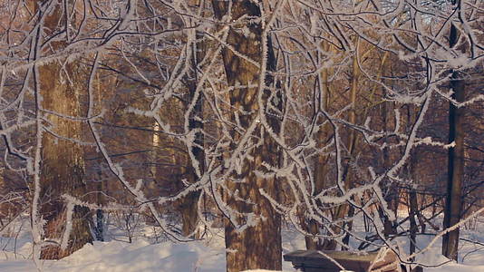 冬季公园里结冰的树白霜中的树冬季背景视频的预览图