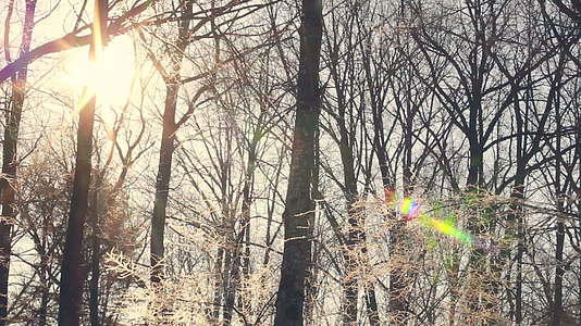 冬季森林的阳光照耀着被雪覆盖的树枝视频的预览图