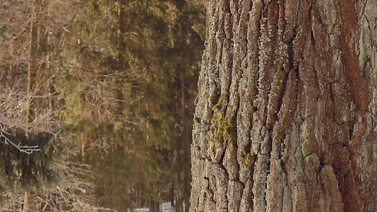 冬季橡树森林中的树干树皮视频的预览图