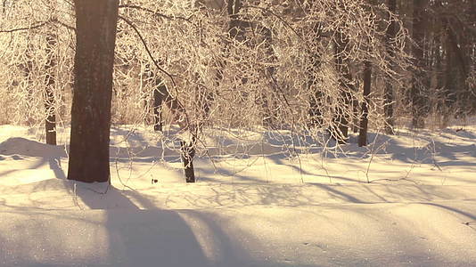 冬树的阳光照耀着树枝上的树干冬天的森林冬景视频的预览图