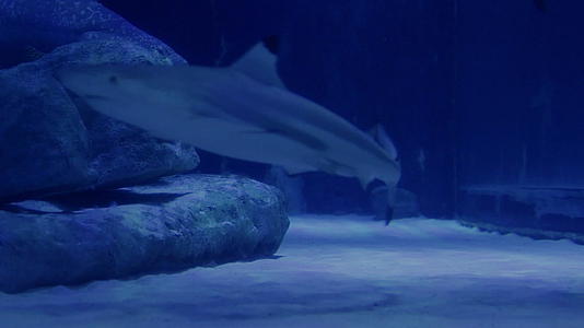 水族馆的鲨鱼游泳空镜视频的预览图