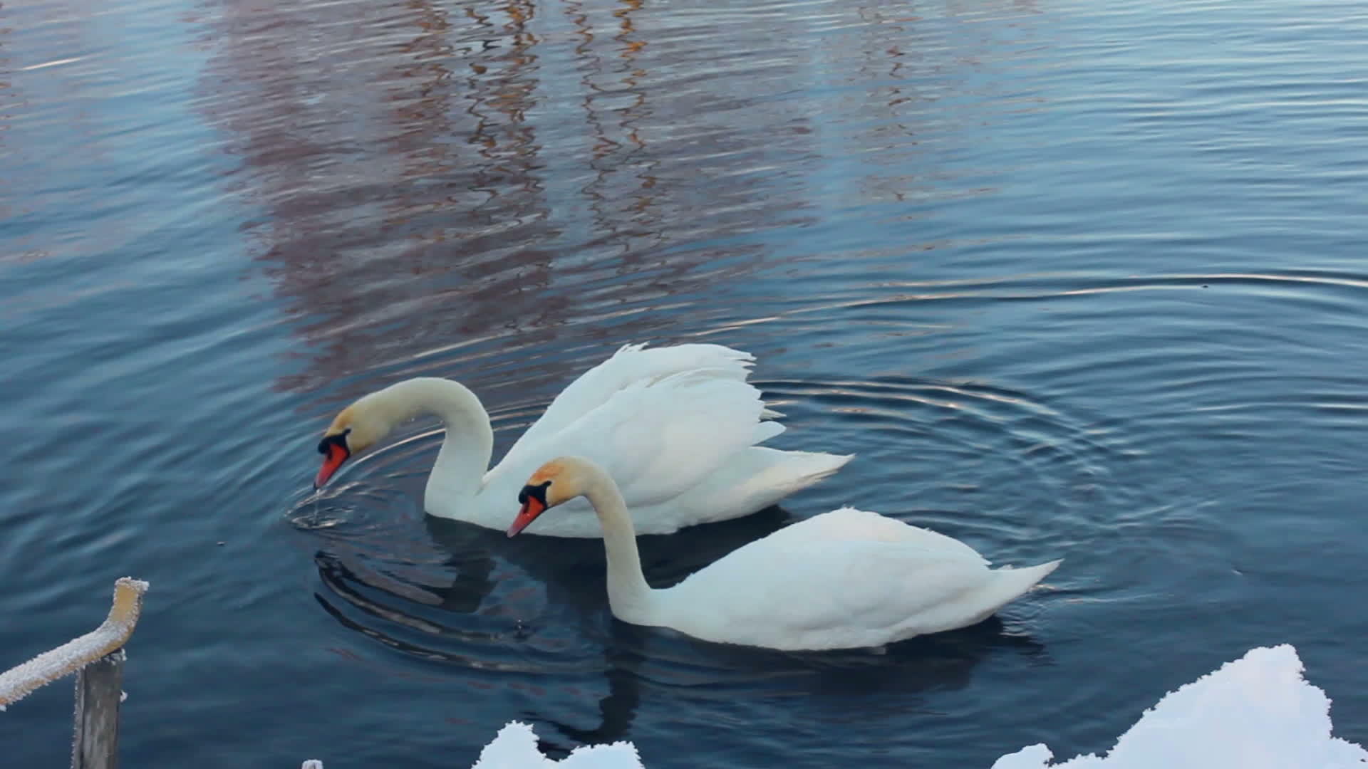 冬天湖鹅夫妇两只白天鹅靠近雪覆盖的河岸视频的预览图