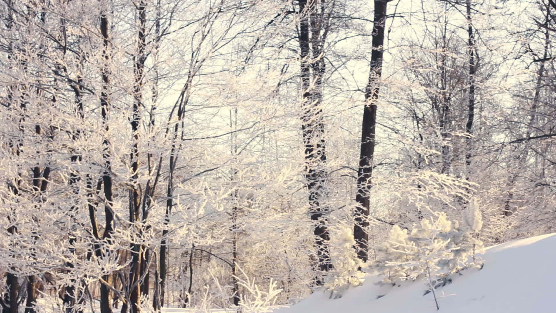 冬季漫季森林中的冬季风景森林视频的预览图