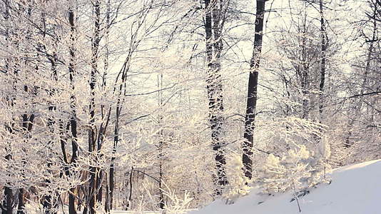 冬季漫季森林中的冬季风景森林视频的预览图