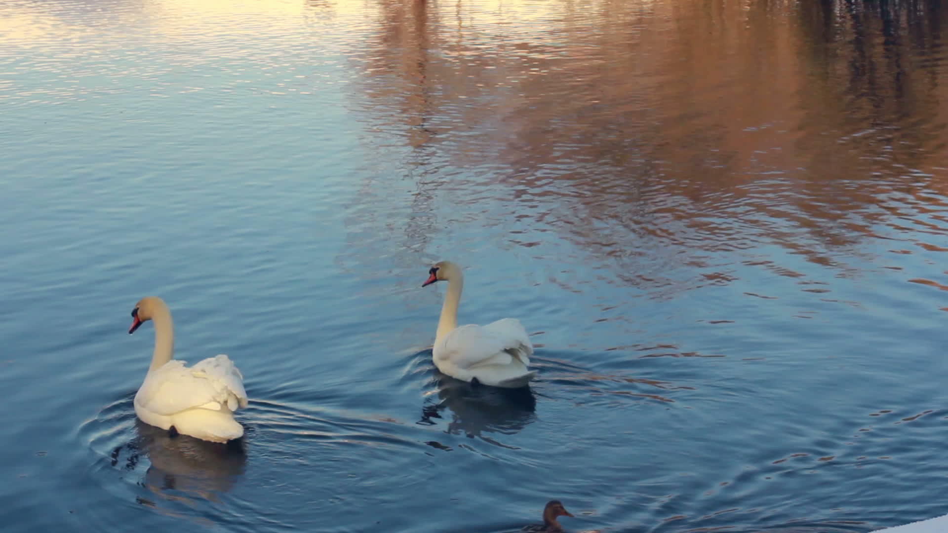 白天鹅在阳光下和湖中游泳天鹅在蓝水中游泳视频的预览图