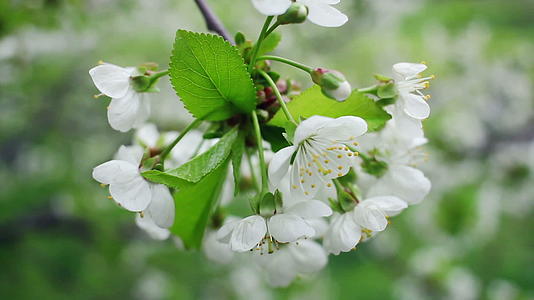 春天樱桃树上的花朵是白色的视频的预览图