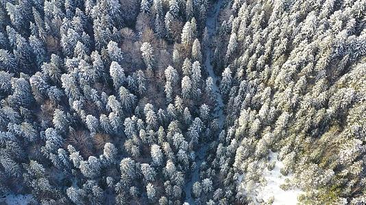 冷冻树木在冬林中的面积视频的预览图