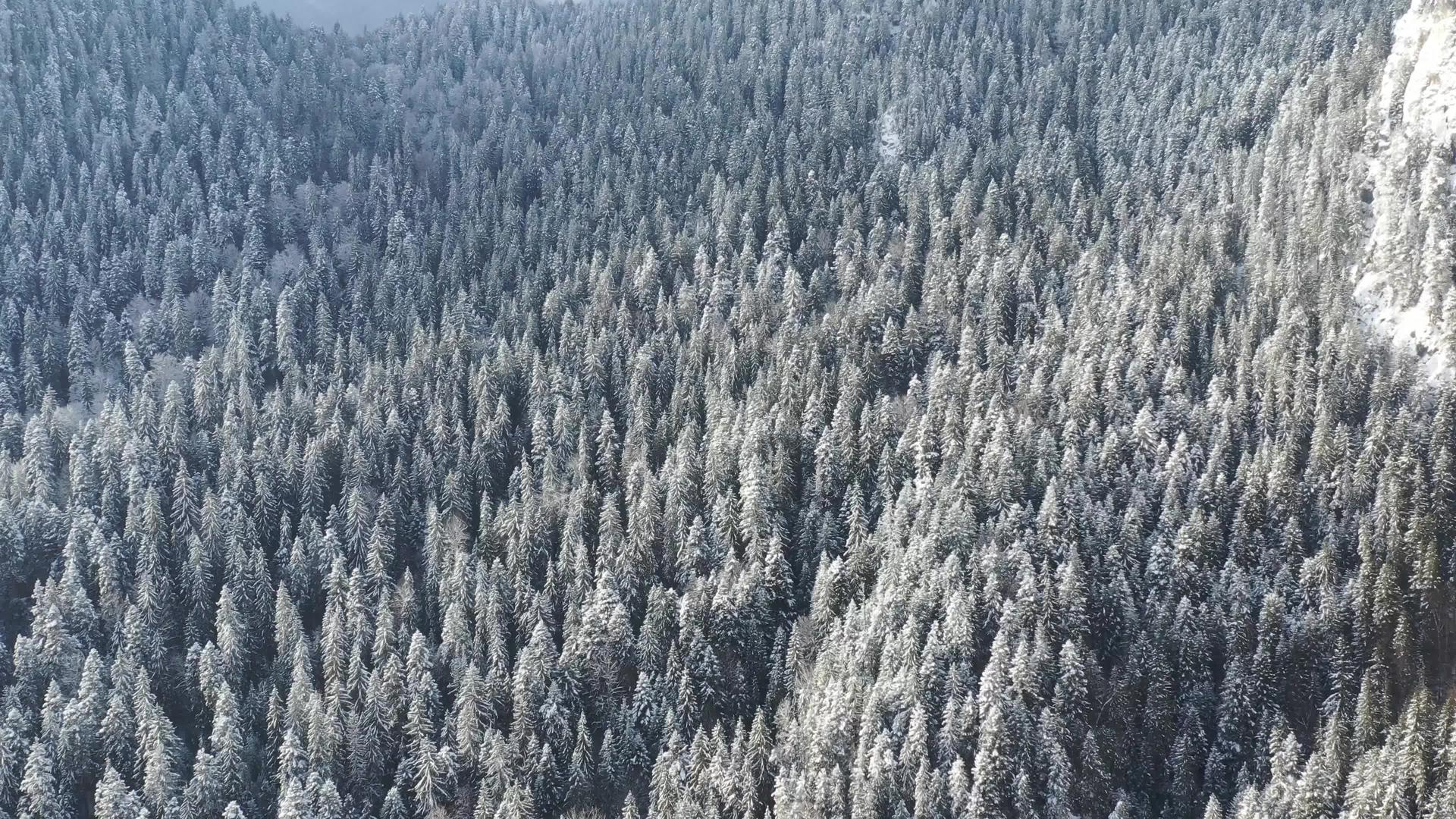 观察冬季森林中的冷冻树木和覆盖常青林的雪视频的预览图