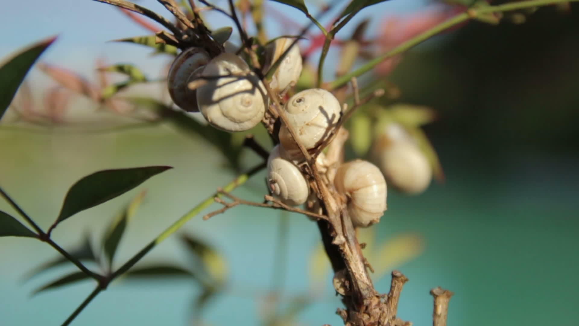 蜗牛弹壳在风中挥舞的树枝上靠近镜头视频的预览图