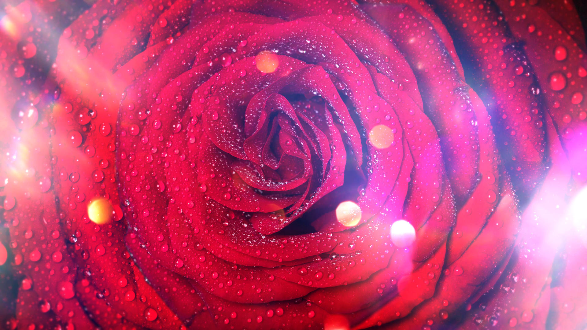 玫瑰花朵背景视频素材视频的预览图
