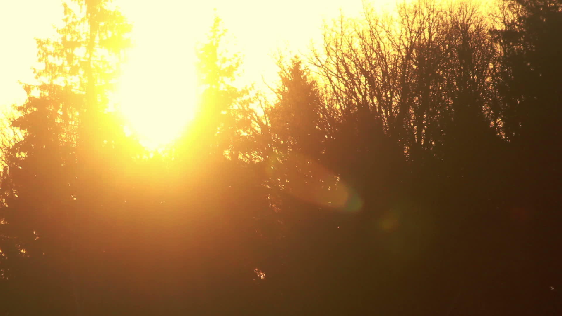 夕阳照在森林里太阳透过秋枝窥视视频的预览图