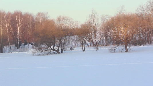 冬田冬景树上的阳光冬仙境视频的预览图