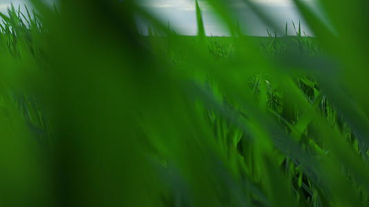 鸟瞰绿草在农田草甸中随风飘扬视频的预览图