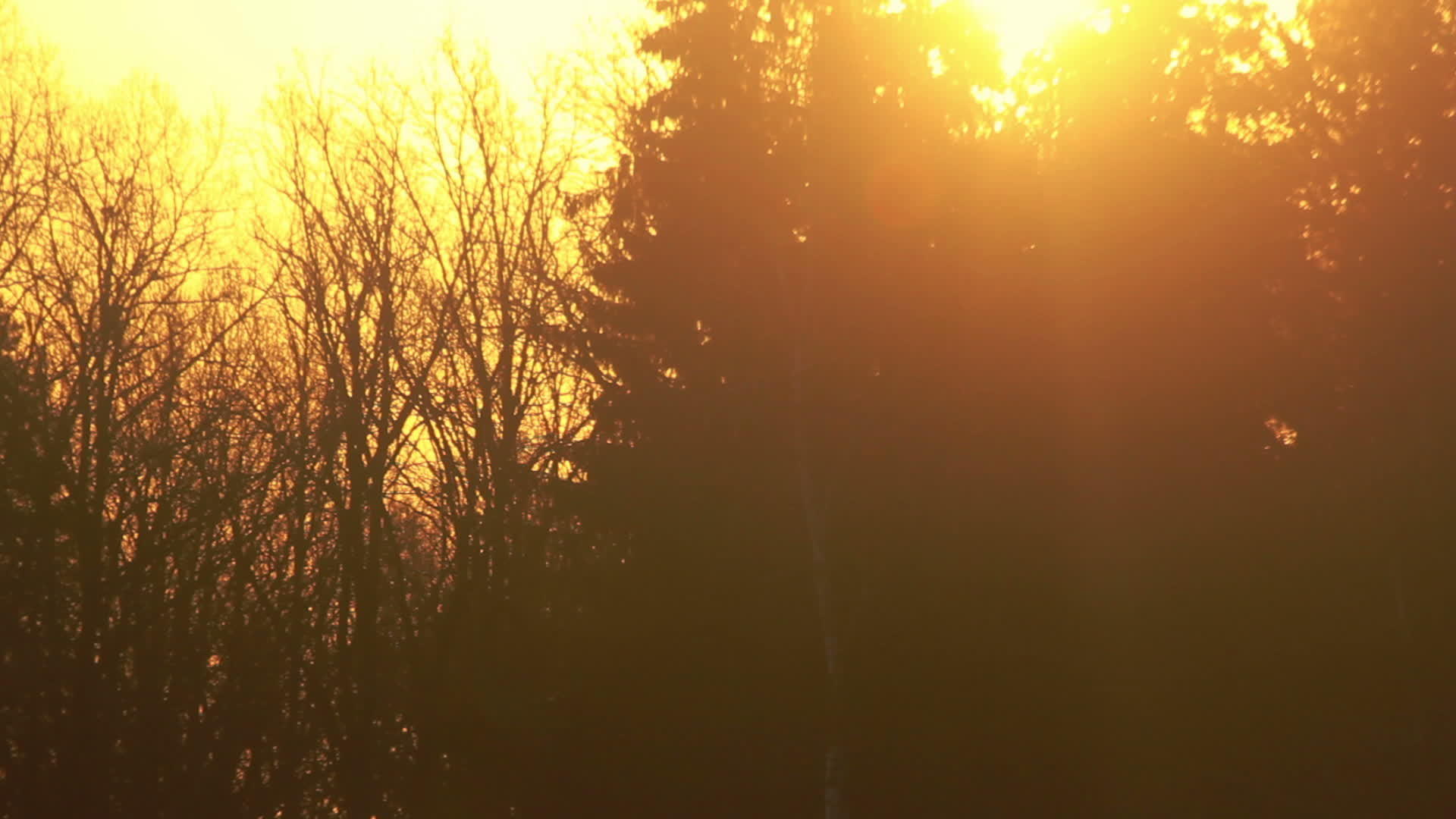 日落在森林里阳光在森林里照耀视频的预览图
