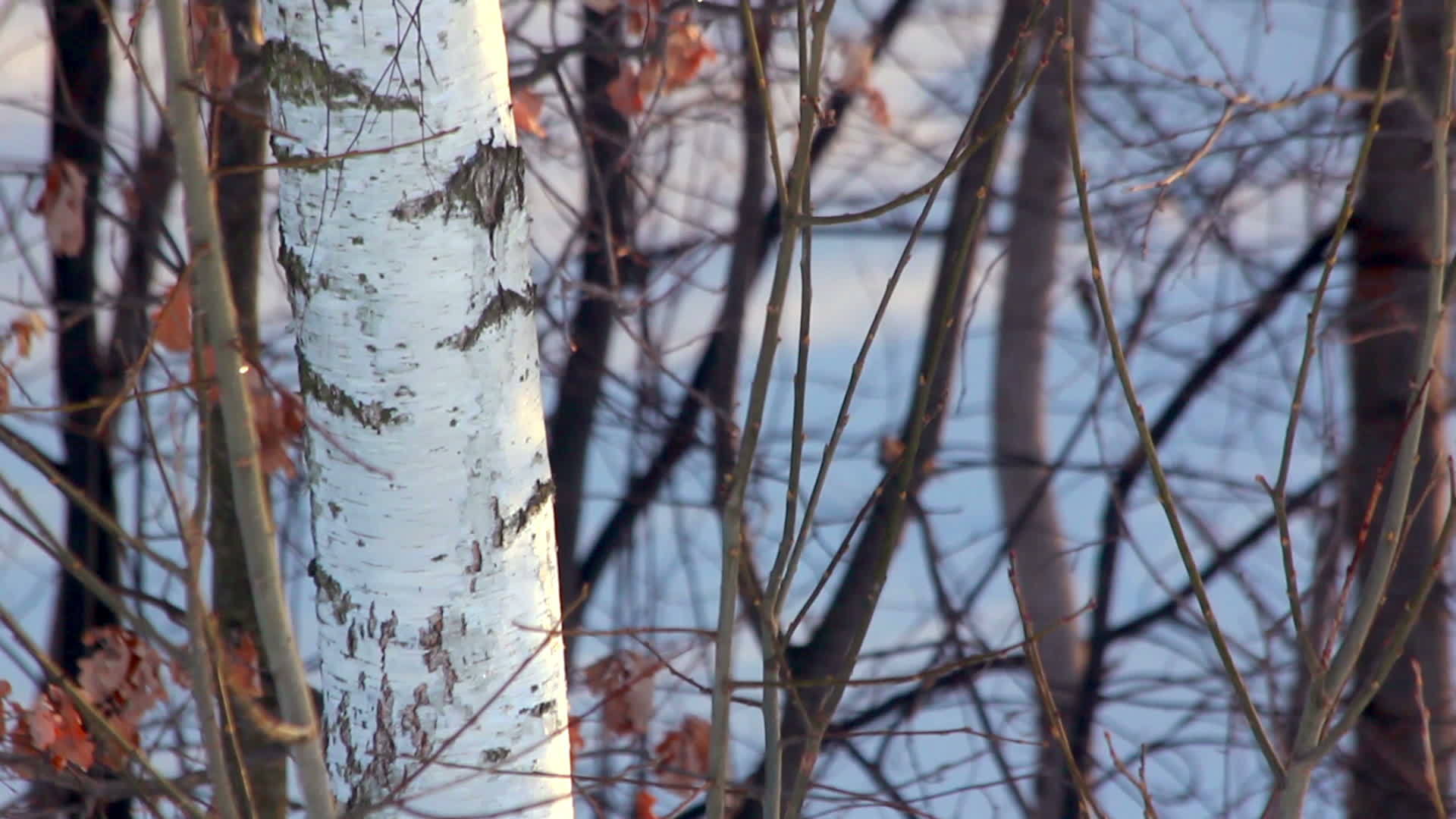 冬天的桦树桦树的枝叶视频的预览图