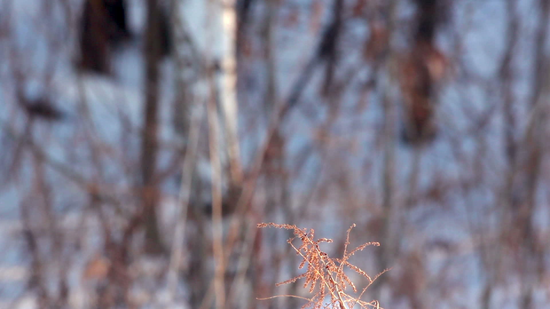 冬季自然森林中的干燥植物冬季的草和树枝视频的预览图